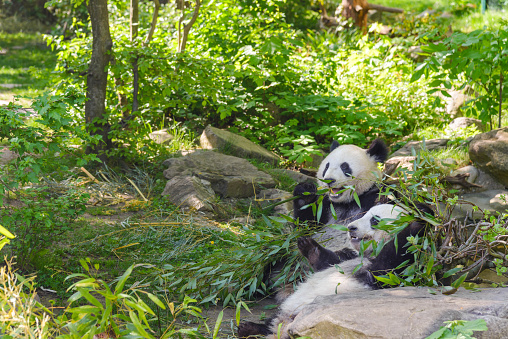 Giant panda bear eating bamboo leaves in nature reserve in China