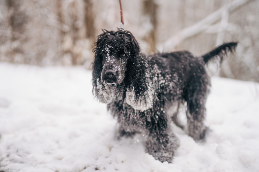 Springespaniel in snow