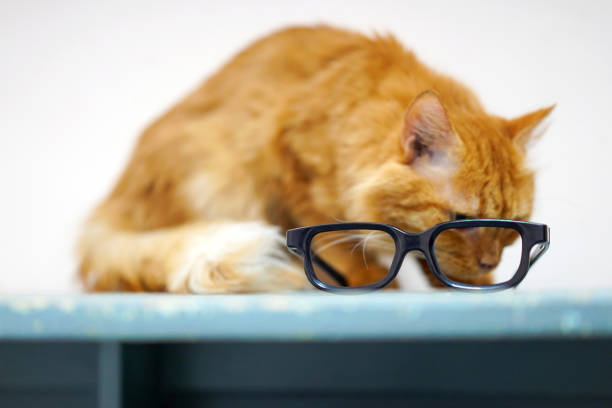 istock Ginger cat and glasses. Clever Cat 1921391665