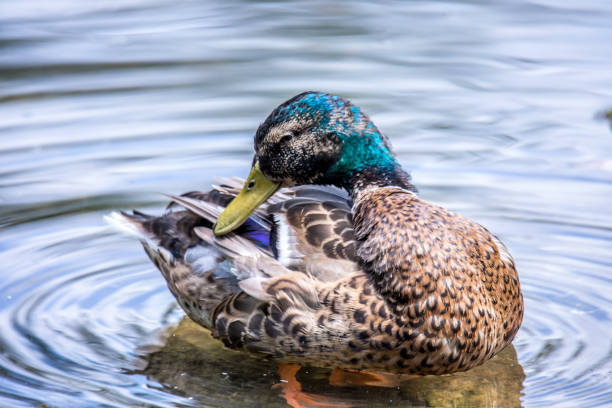 A colorful mallard duck leisurely cleaning its feathers while gracefully navigating the tranquil waters of a serene lake. The vivid plumage of the mallard reflects the hues of the surrounding environment, creating a harmonious blend of nature's palette. This image encapsulates the essence of avian care and the tranquility of lakeside living.