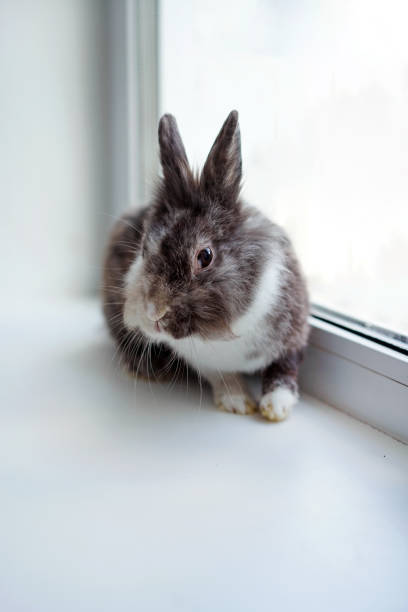 istock Gray rabbit sitting on the windowsill at home 1921396916