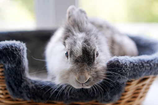 Nose of a gray rabbit close-up.