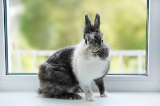 istock A gray and white rabbit sits on the windowsill. 1921397446