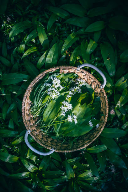 Picking wild garlic (allium ursinum) in forest. Wild garlic, ramson, cowleekes, buckrams, wood garlic, bear leek plants grow in a wood Picking wild garlic (allium ursinum) in forest. Wild garlic, ramson, cowleekes, buckrams, wood garlic, bear leek plants grow in a wood ramson stock pictures, royalty-free photos & images