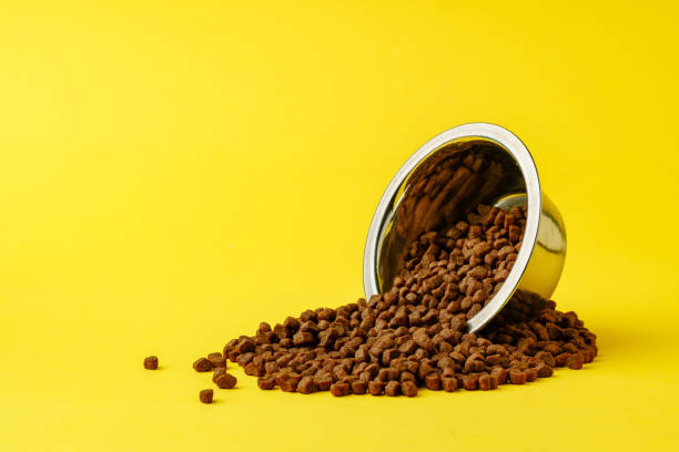 istock Cat food on yellow background studio shot 1921407376