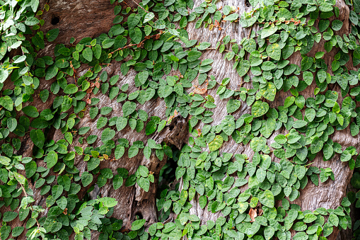 Green creeping plant on tree