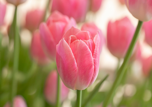 Close-up of sweet pink tulip flowers blooming in the garden with soft morning sunlight on a blurred background.