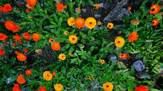 Orange pot marigold flowers also known as calendula officinalis or daisy flowers