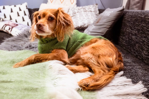 istock Brown spaniel mongrel dog with green knitted jumper lying on a black-grey mottled sofa with cushion and mint green blanket and grey fur 1921449556