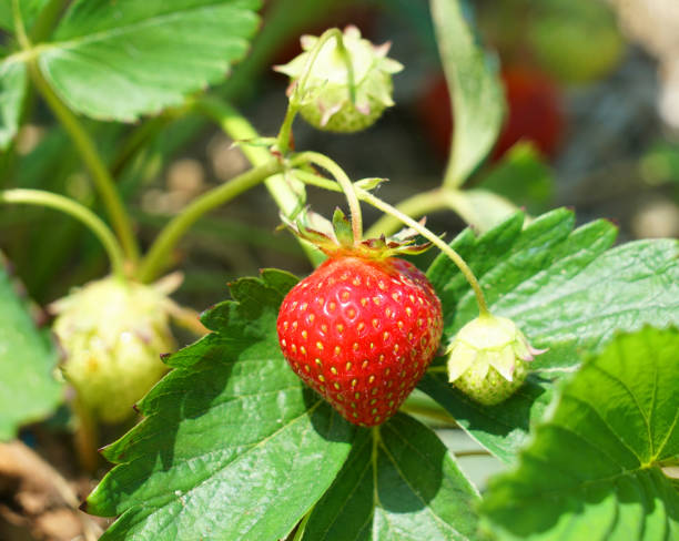 istock close up on fresh strawberry plant 1921455304