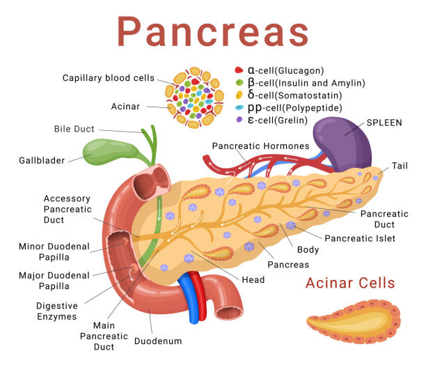 ilustraciones, imágenes clip art, dibujos animados e iconos de stock de infografías de páncreas esquema médico modelo de sección transversal anatómica con nombres vector isométrico - enzyme science white background isolated on white