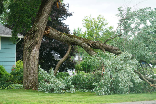 istock fallen tree in the storm in the yard 1921461724