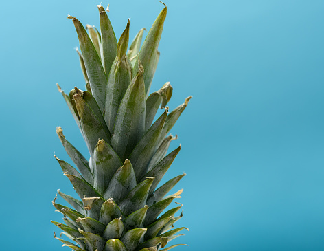 Pineapple with hair close-up on blue background, isolated, structure