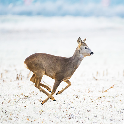 Roe deer jumping across the field in winter