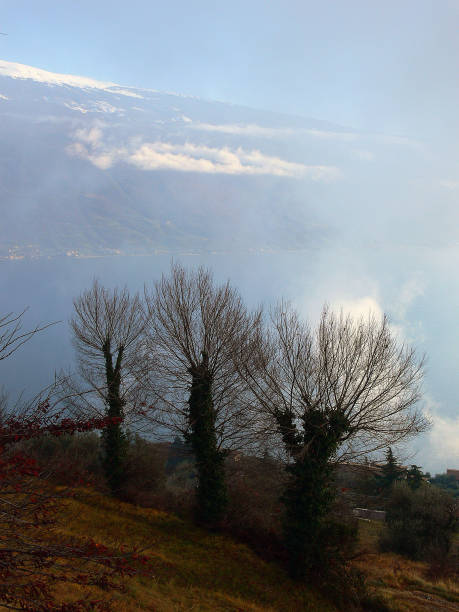 Tops of pine trees on mountain against blue sky in Mediterranean, Italy. Liguria region and nature. Background for design.