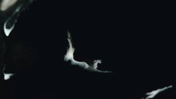 istock Paint drop ink water splash white black splatter 1921555957