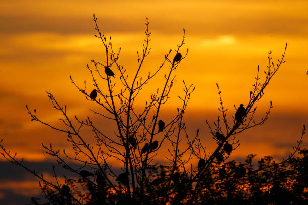 istock Swarm of birds 1921563363