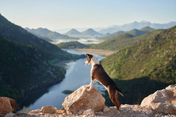 istock An alert perches atop a rocky overlook 1921572359