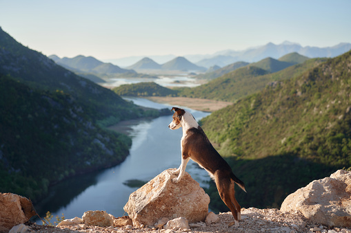 An alert dog perches atop a rocky overlook, surveying the serpentine river below