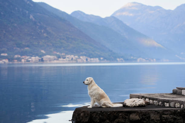 istock A contemplative Golden Retriever dog perches on a lakeside ledge, overlooking 1921572365