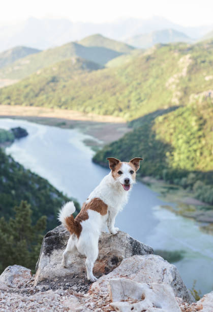 An alert Jack Russell Terrier dog perches atop a rocky overlook, surveying the serpentine river below