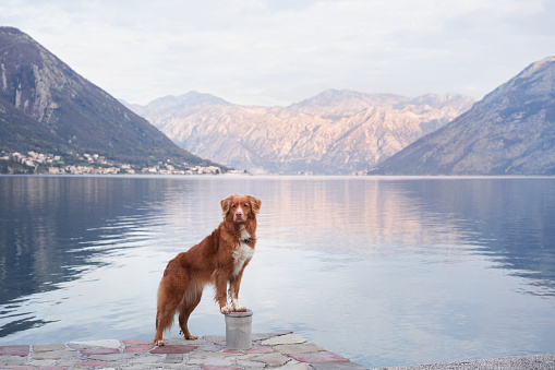 Dog by Mountain Lake, a Nova Scotia Duck Tolling Retriever standing on a dock, overlooking a vast lake with mountains in the distance