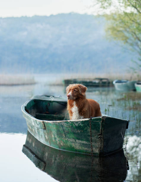 istock A stoic Nova Scotia Duck Tolling Retriever on boat 1921572418