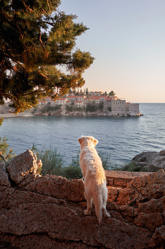 A white Golden Retriever dog gazes out at a historic island village across the sea during golden hour