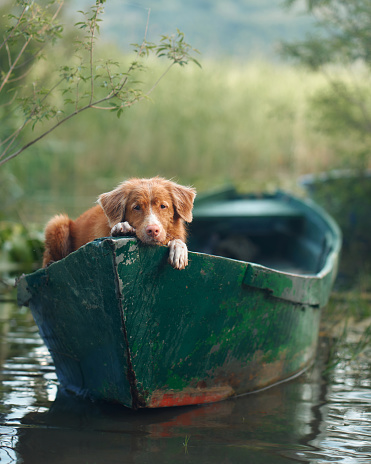 A Nova Scotia Duck Tolling Retriever aboard a canoe surveys the waters. Dog Poised and watchful, the dog embodies the essence of river adventures