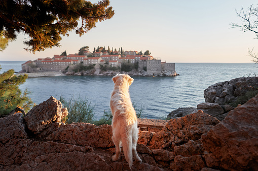 A white Golden Retriever dog gazes out at a historic island village across the sea during golden hour