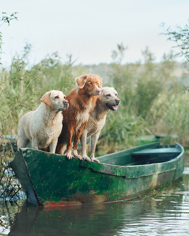 The Labrador and Nova Scotia Duck Tolling Retriever in boat, embarking on a river journey. Three dogs at lake