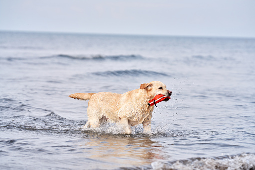 A wet Labrador Retriever joyfully retrieves a toy amidst sea waves