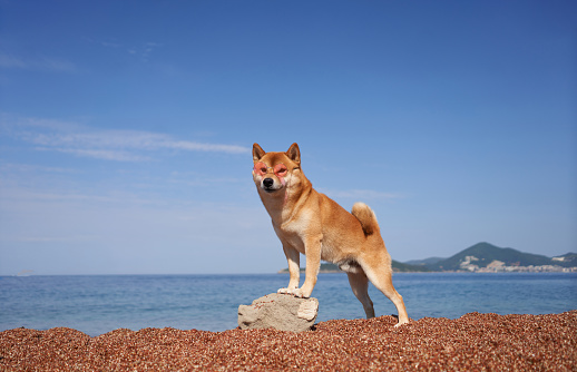 A vigilant Shiba Inu dog stands on a rock, overlooking the azure sea. The poised dog against a serene seascape embodies a sense of adventure.