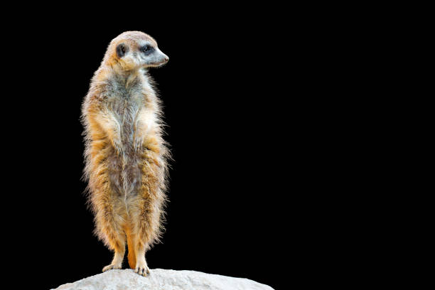 Full-length view of a meerkat standing on a rock against a clean black background.