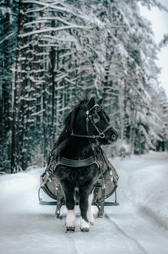 A black horse pulling a sleigh through the snow in a forest