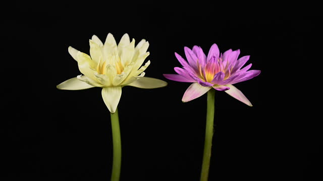 Beautiful  water lilies with green leaves blooming in the pond