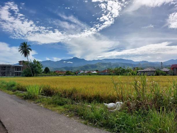 istock View of rice fields and hills in Padangsidimpuan, north Sumatra 1921590338