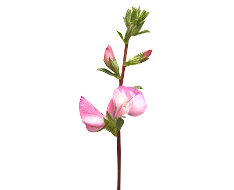 the flower, rhizome and bud of Ononis spinosa or spiny restharrow is used in traditional Russian herbal medicine
