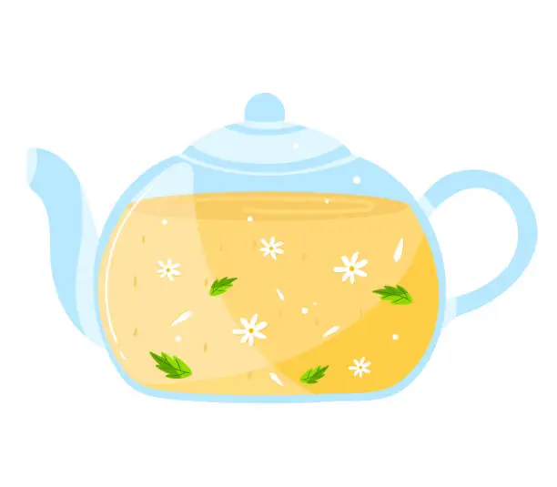 Vector illustration of Transparent teapot full of herbal tea with visible flowers and leaves. Glass pot with infused chamomile tea and fresh herbs vector illustration