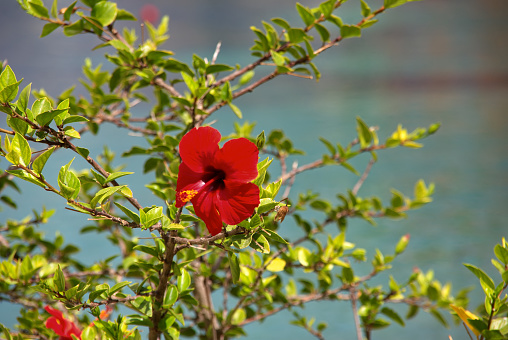 Red Hibiscus Flower on a Wooden Table
