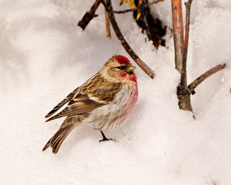 Common Red poll close-up profile side view in the winter season standing on snow with a blur background in its environment and habitat surrounding. Finch Picture.