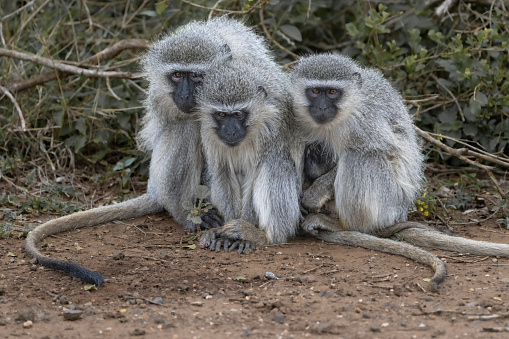 A family of Vervet Monkeys huddled together closely in cold weather in Kruger National Park.