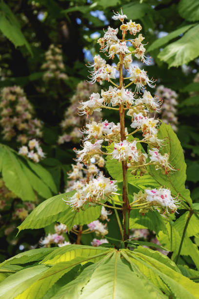 istock Close-up, vertical view of chestnut blossoms in spring 1921626559