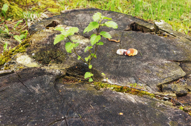 The new plant is grown among the old tree stumps in the spring