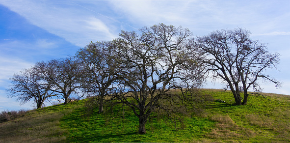 Oak Trees on Hillside with Wispy Clouds. Joseph Grand County Park, Santa Clara County, California.