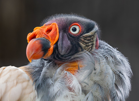 Frontal Close-up view of a King vulture (Sarcoramphus papa)