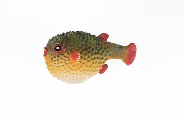 istock Puffer fish toy, fugu fish isolated on white background 1921634117