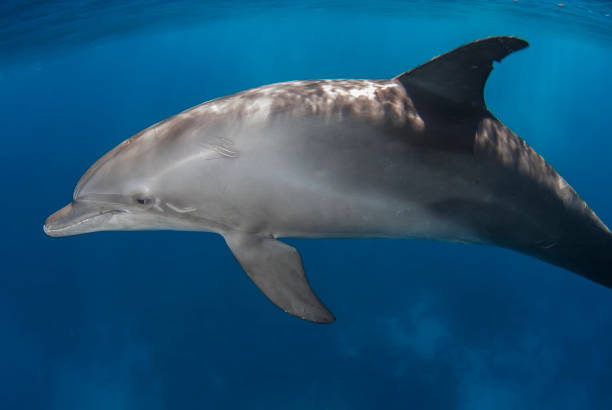 istock Serenity Underwater: The Grace of the Bottlenose Dolphin 1921634679