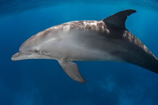 A solitary Indo-Pacific bottlenose dolphin (Tursiops aduncus) gracefully navigates the tranquil blue waters, showcasing its sleek profile and calm demeanor.