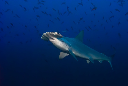 A solitary hammerhead shark (Sphyrna lewinii)  glides through the deep blue ocean, its distinctive silhouette commanding attention amidst the scattered fish